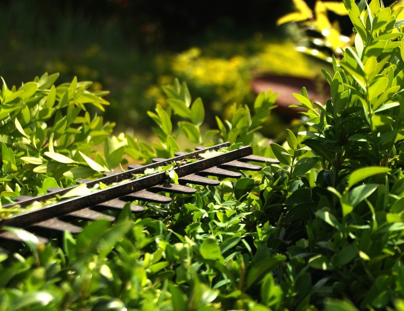 Faire tailler sa haie par un jardinier paysagiste avec 50% de credit d'impots a Lentigny