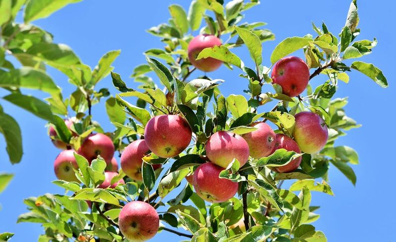 Faire tailler ses arbres fruitiers par un jardinier paysagiste à Roanne proche de Lyon.