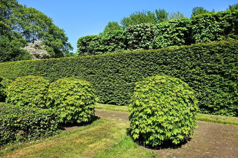 Quand faire tailler une haie de conifères pour l’entretien du Jardin à Roanne proche de Lyon ?