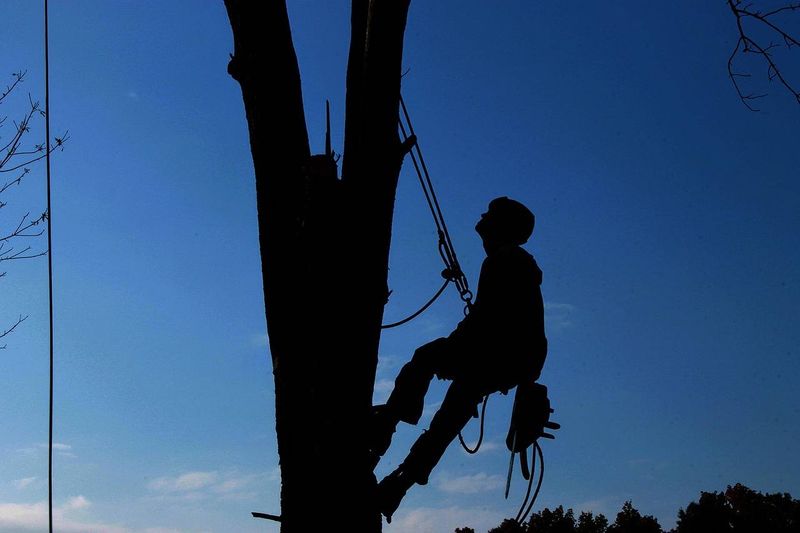 Élagage d’arbres toutes hauteurs par un élagueur professionnel à Roanne proche de Lyon